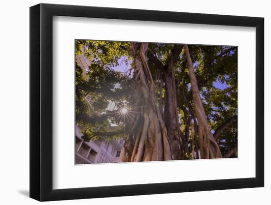 Majestic old Banyan tree with sunstar. Waikiki, Oahu, Hawaii.-Tom Norring-Framed Photographic Print