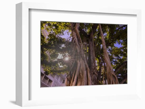 Majestic old Banyan tree with sunstar. Waikiki, Oahu, Hawaii.-Tom Norring-Framed Photographic Print