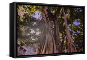 Majestic old Banyan tree with sunstar. Waikiki, Oahu, Hawaii.-Tom Norring-Framed Stretched Canvas
