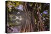 Majestic old Banyan tree with sunstar. Waikiki, Oahu, Hawaii.-Tom Norring-Stretched Canvas