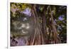 Majestic old Banyan tree with sunstar. Waikiki, Oahu, Hawaii.-Tom Norring-Framed Photographic Print