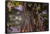 Majestic old Banyan tree with sunstar. Waikiki, Oahu, Hawaii.-Tom Norring-Framed Stretched Canvas