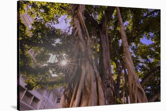 Majestic old Banyan tree with sunstar. Waikiki, Oahu, Hawaii.-Tom Norring-Stretched Canvas