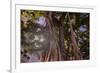 Majestic old Banyan tree with sunstar. Waikiki, Oahu, Hawaii.-Tom Norring-Framed Photographic Print