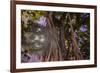 Majestic old Banyan tree with sunstar. Waikiki, Oahu, Hawaii.-Tom Norring-Framed Photographic Print