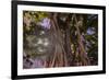 Majestic old Banyan tree with sunstar. Waikiki, Oahu, Hawaii.-Tom Norring-Framed Photographic Print