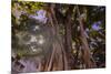 Majestic old Banyan tree with sunstar. Waikiki, Oahu, Hawaii.-Tom Norring-Mounted Photographic Print