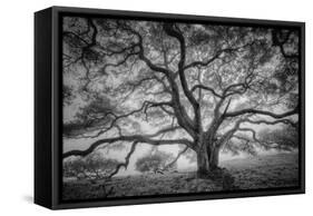 Majestic Old Oak, Black and White, Petaluma Northern California-Vincent James-Framed Stretched Canvas