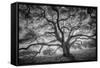 Majestic Old Oak, Black and White, Petaluma Northern California-Vincent James-Framed Stretched Canvas