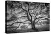 Majestic Old Oak, Black and White, Petaluma Northern California-Vincent James-Stretched Canvas