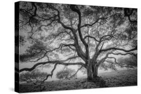 Majestic Old Oak, Black and White, Petaluma Northern California-Vincent James-Stretched Canvas