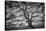 Majestic Old Oak, Black and White, Petaluma Northern California-Vincent James-Stretched Canvas