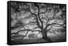 Majestic Old Oak, Black and White, Petaluma Northern California-Vincent James-Framed Stretched Canvas