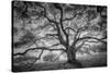 Majestic Old Oak, Black and White, Petaluma Northern California-Vincent James-Stretched Canvas