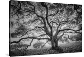 Majestic Old Oak, Black and White, Petaluma Northern California-Vincent James-Stretched Canvas