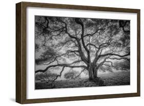 Majestic Old Oak, Black and White, Petaluma Northern California-Vincent James-Framed Photographic Print