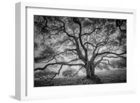 Majestic Old Oak, Black and White, Petaluma Northern California-Vincent James-Framed Photographic Print