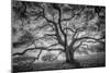Majestic Old Oak, Black and White, Petaluma Northern California-Vincent James-Mounted Photographic Print