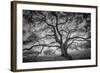 Majestic Old Oak, Black and White, Petaluma Northern California-Vincent James-Framed Photographic Print