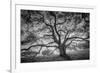 Majestic Old Oak, Black and White, Petaluma Northern California-Vincent James-Framed Photographic Print