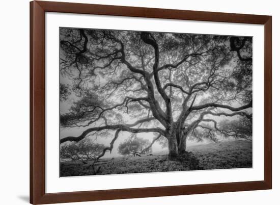 Majestic Old Oak, Black and White, Petaluma Northern California-Vincent James-Framed Photographic Print