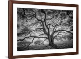 Majestic Old Oak, Black and White, Petaluma Northern California-Vincent James-Framed Photographic Print