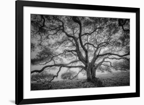 Majestic Old Oak, Black and White, Petaluma Northern California-Vincent James-Framed Photographic Print