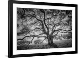 Majestic Old Oak, Black and White, Petaluma Northern California-Vincent James-Framed Photographic Print