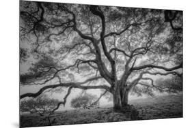 Majestic Old Oak, Black and White, Petaluma Northern California-Vincent James-Mounted Photographic Print