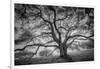 Majestic Old Oak, Black and White, Petaluma Northern California-Vincent James-Framed Photographic Print