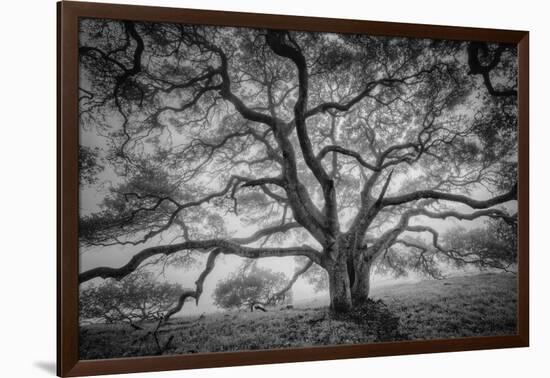 Majestic Old Oak, Black and White, Petaluma Northern California-Vincent James-Framed Photographic Print