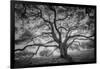 Majestic Old Oak, Black and White, Petaluma Northern California-Vincent James-Framed Photographic Print