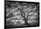 Majestic Old Oak, Black and White, Petaluma Northern California-Vincent James-Framed Photographic Print