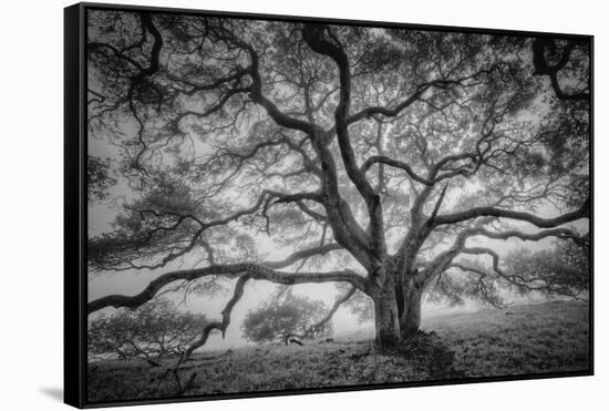 Majestic Old Oak, Black and White, Petaluma Northern California-Vincent James-Framed Stretched Canvas
