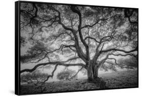 Majestic Old Oak, Black and White, Petaluma Northern California-Vincent James-Framed Stretched Canvas
