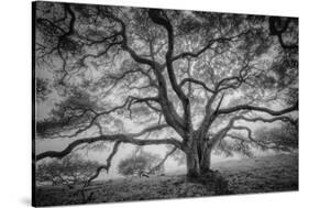 Majestic Old Oak, Black and White, Petaluma Northern California-Vincent James-Stretched Canvas