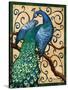 Majestic Peacock II-Paul Brent-Stretched Canvas