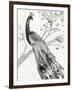 Majestic Peacock-Albena Hristova-Framed Art Print