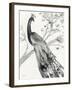 Majestic Peacock-Albena Hristova-Framed Art Print