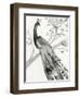 Majestic Peacock-Albena Hristova-Framed Art Print