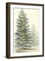 Majestic Pine I-null-Framed Art Print