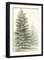 Majestic Pine I-null-Framed Art Print