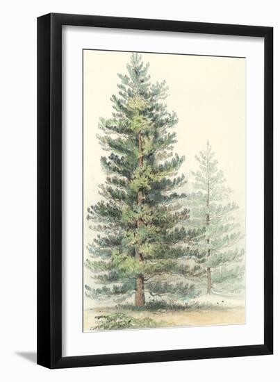 Majestic Pine I-null-Framed Art Print