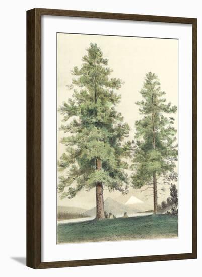 Majestic Pine II-null-Framed Art Print