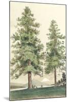 Majestic Pine II-null-Mounted Art Print