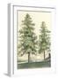 Majestic Pine II-null-Framed Art Print