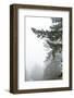 Majestic Pines II-Debra Van Swearingen-Framed Photographic Print