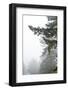 Majestic Pines II-Debra Van Swearingen-Framed Photographic Print