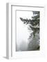 Majestic Pines II-Debra Van Swearingen-Framed Photographic Print