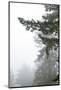 Majestic Pines II-Debra Van Swearingen-Mounted Photographic Print